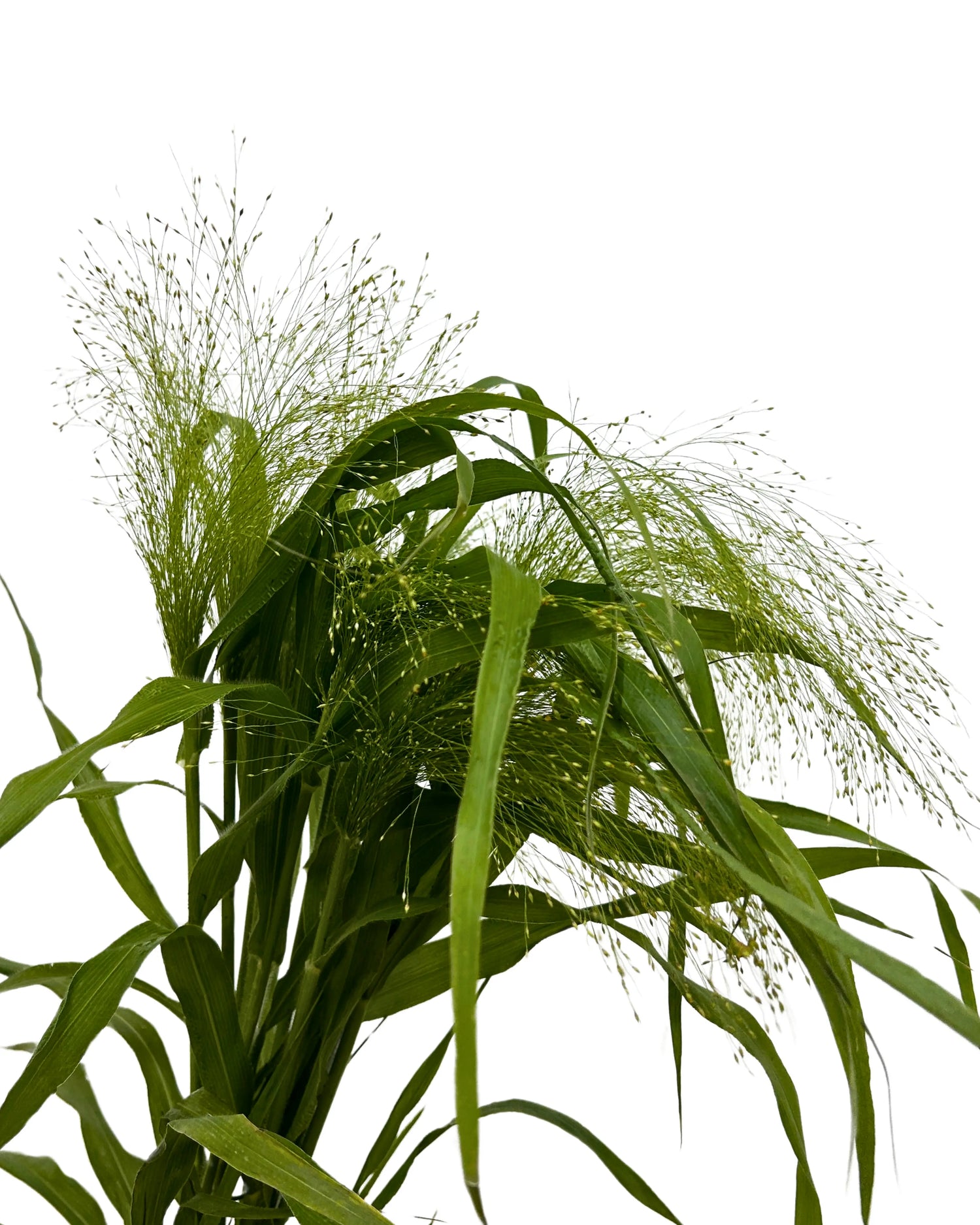 Panicum 10 Stems