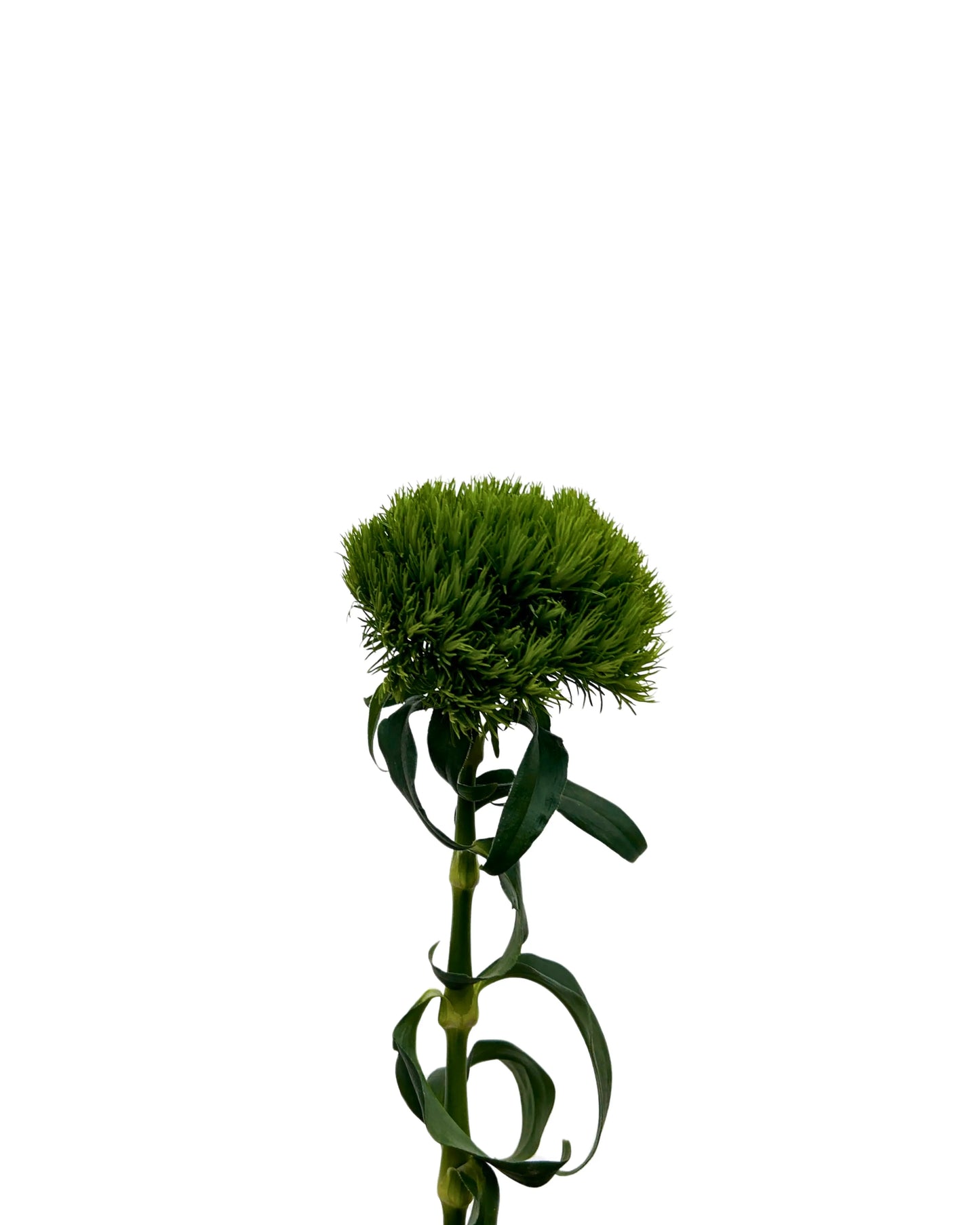 Green Wicky 5 Stems