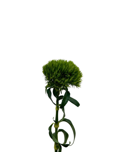 Green Wicky 5 Stems