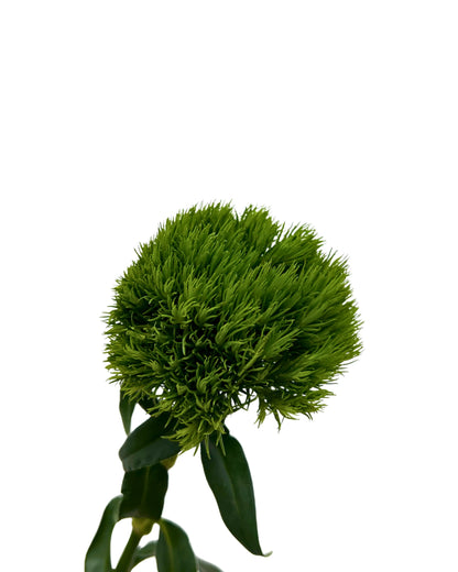 Green Wicky 5 Stems