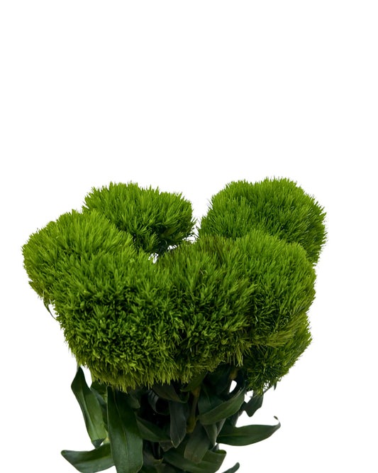 Green Wicky 5 Stems