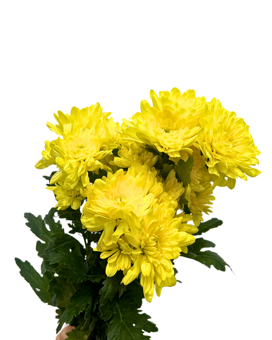 chrysanthemum pom pom yellow