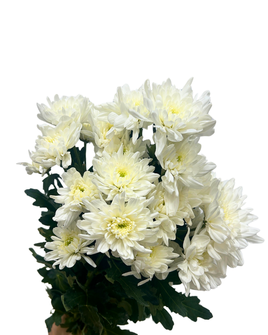 chrysanthemum pom pom white