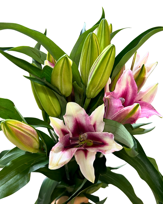 Lily Viviana (3) 5 Stems