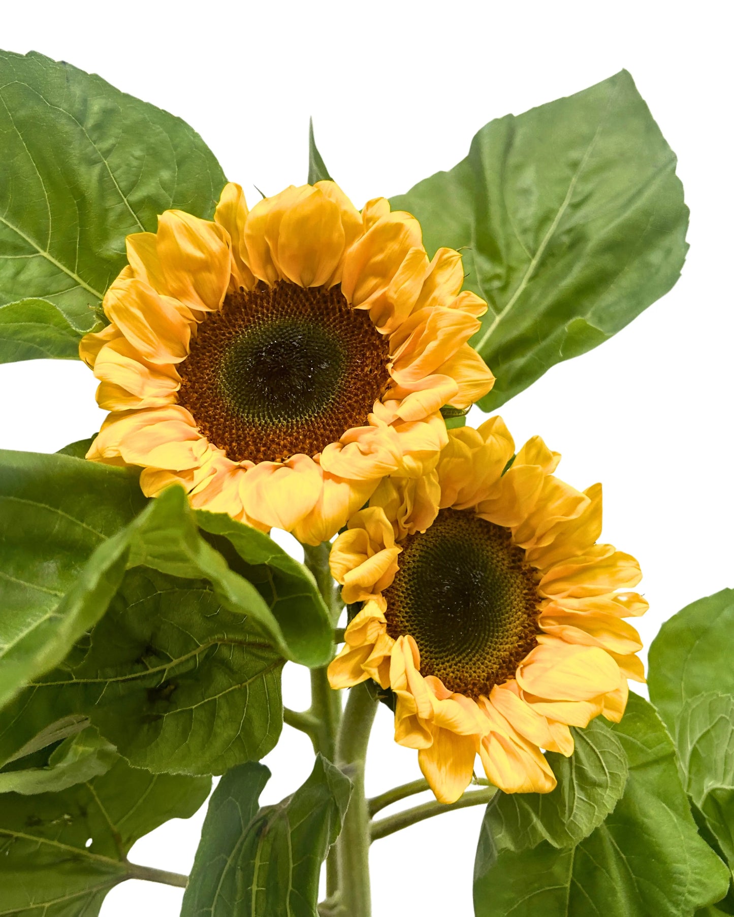 Sunflower 5 Stems