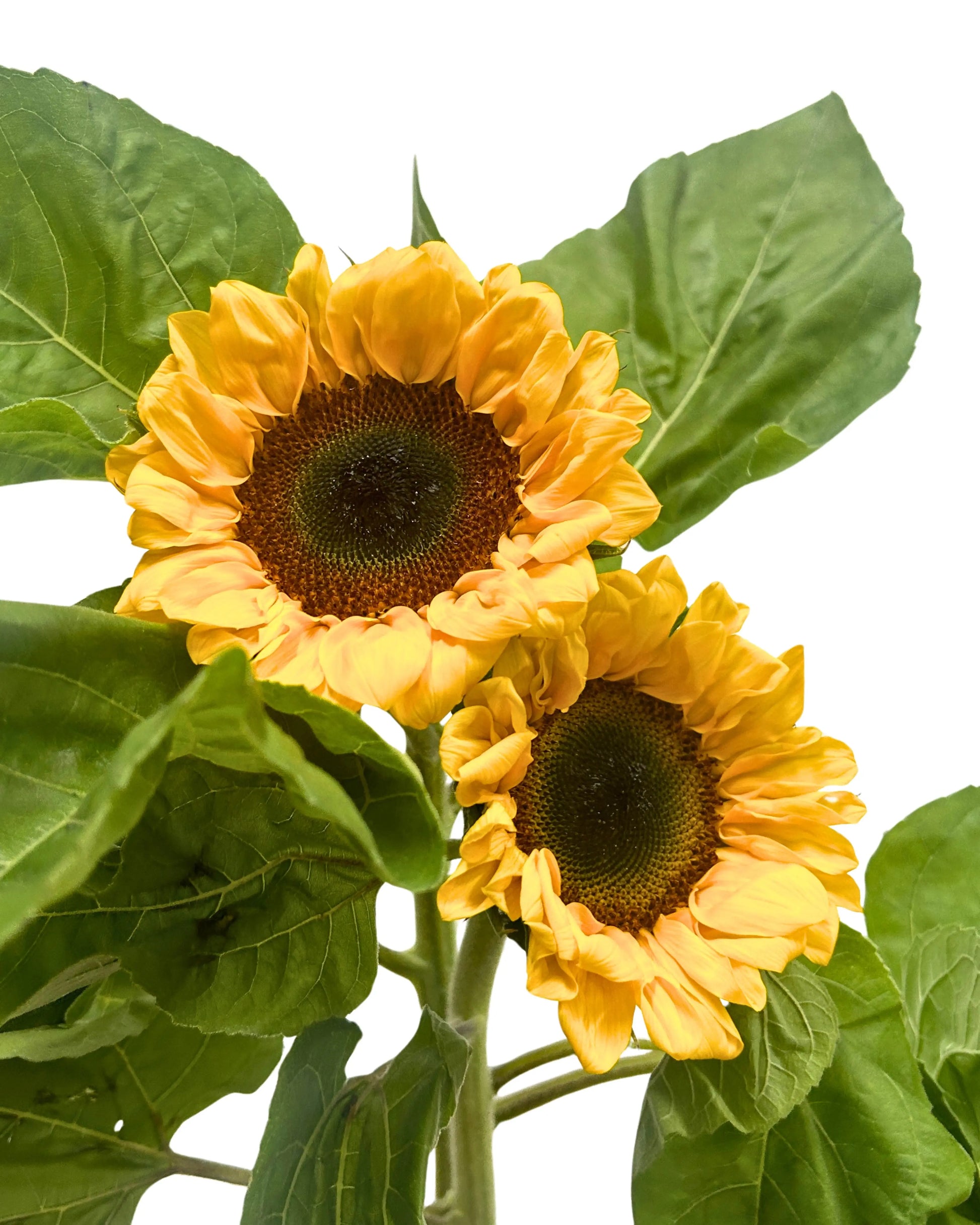 Sunflower 5 Stems
