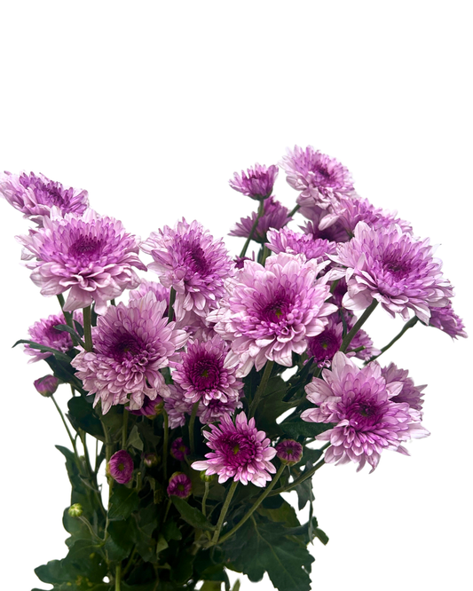 chrysanthemum pom pom pink