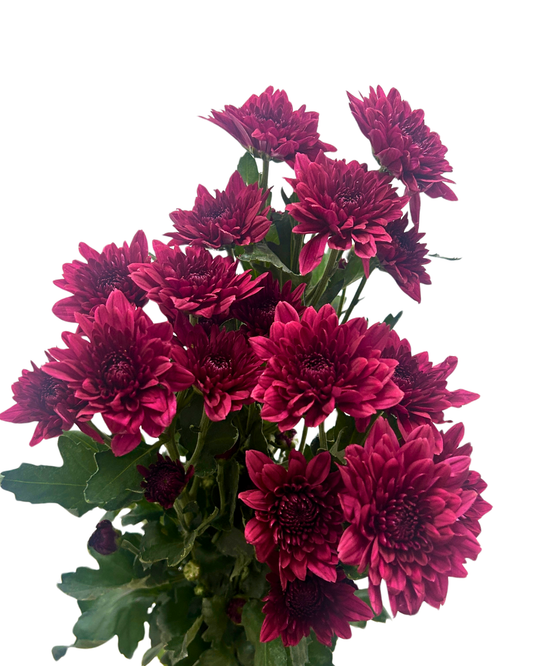 chrysanthemum pom pom red