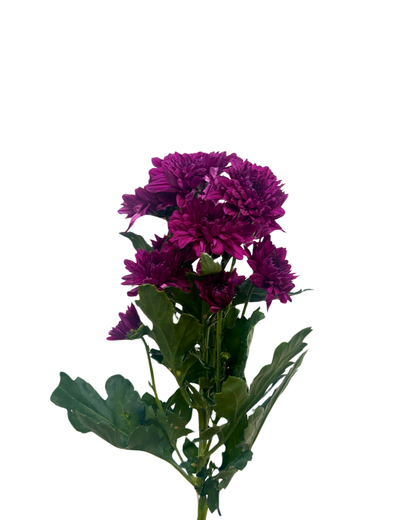 chrysanthemum pom pom purple