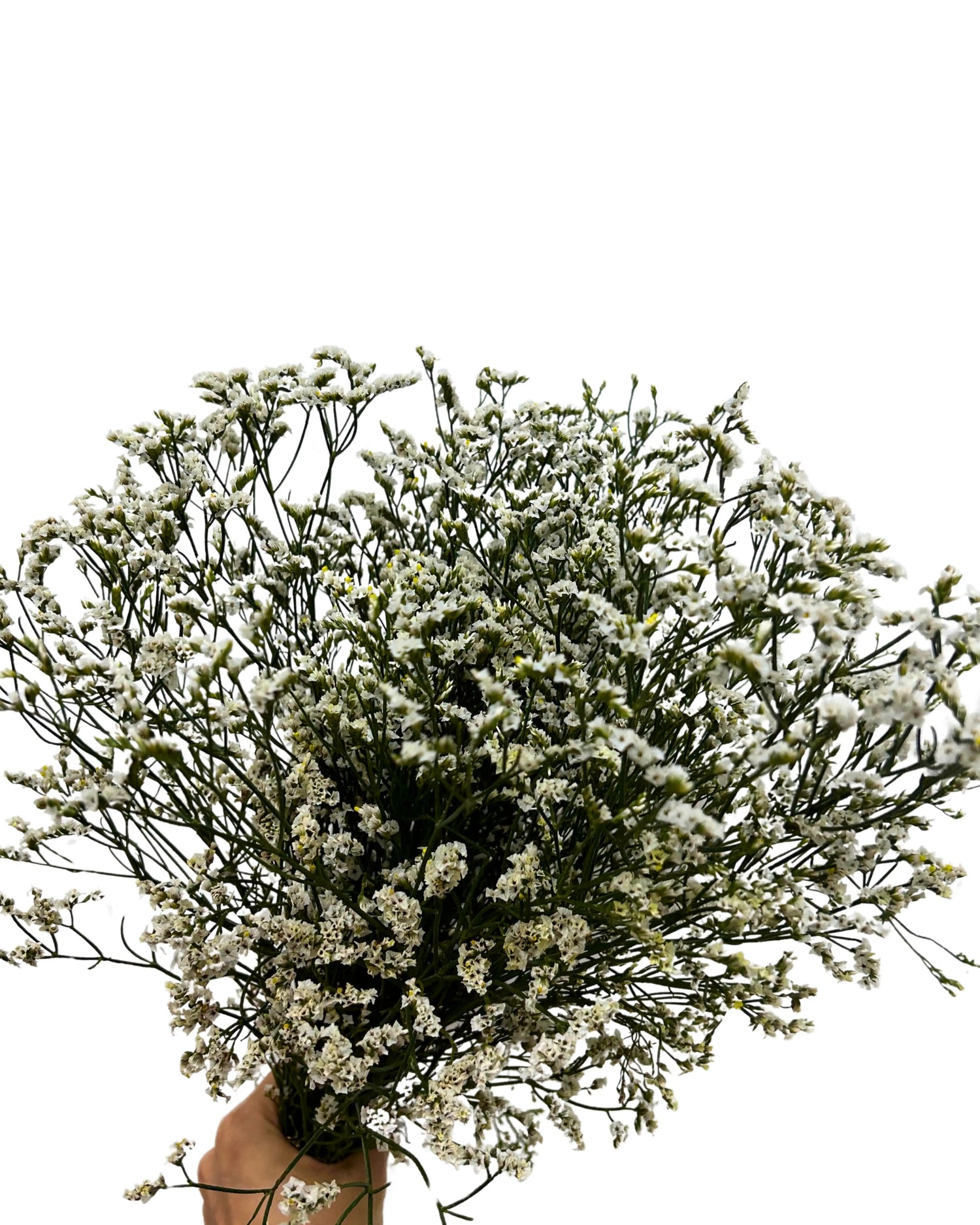 Caspia White Bunch