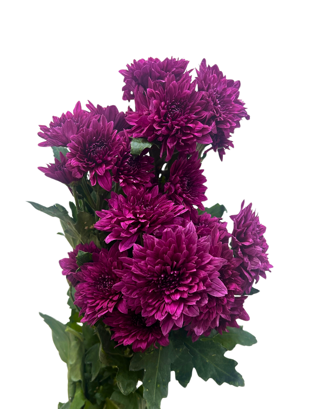 chrysanthemum pom pom purple