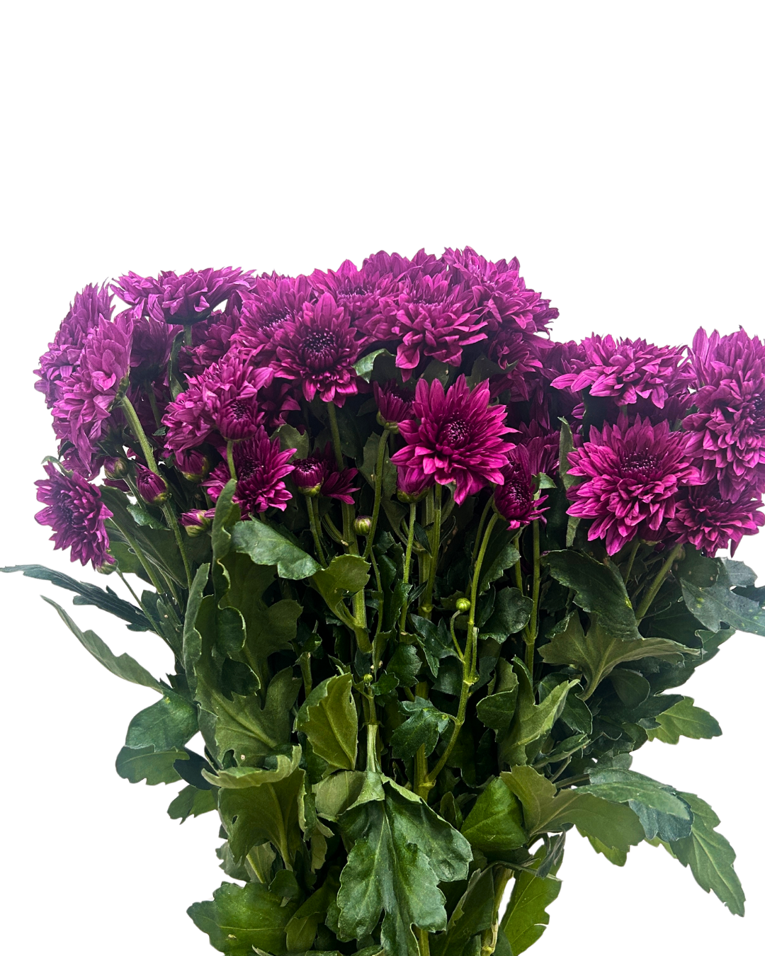 chrysanthemum pom pom purple