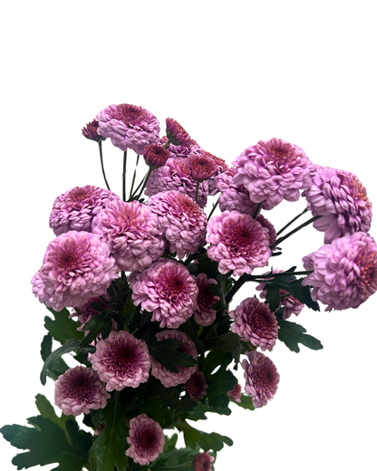 chrysanthemum pom pom button pink