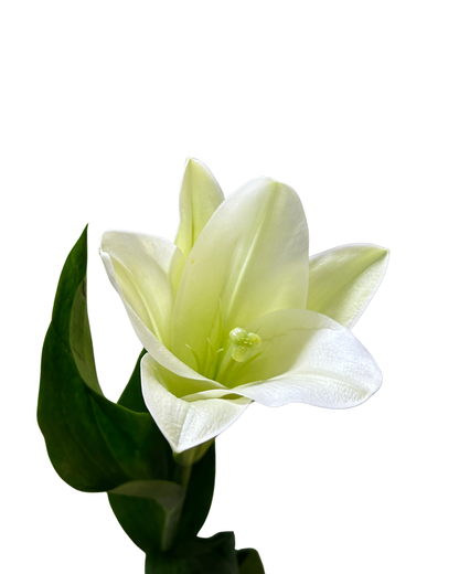 Madonna Lily White (1) 5 Stems