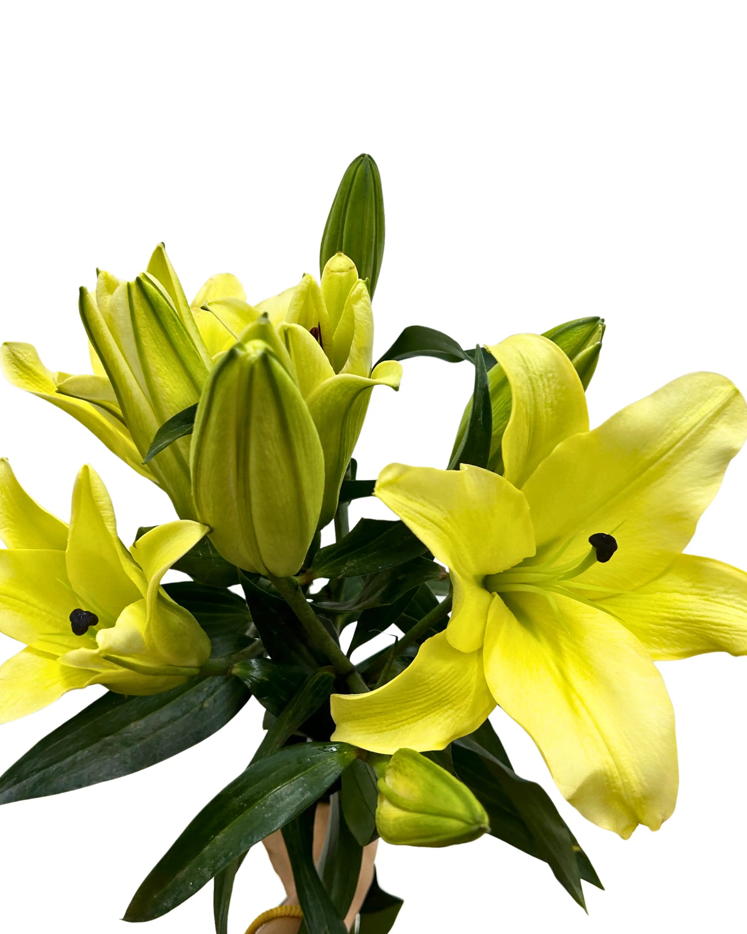 Lily Manissa (3) 5 Stems