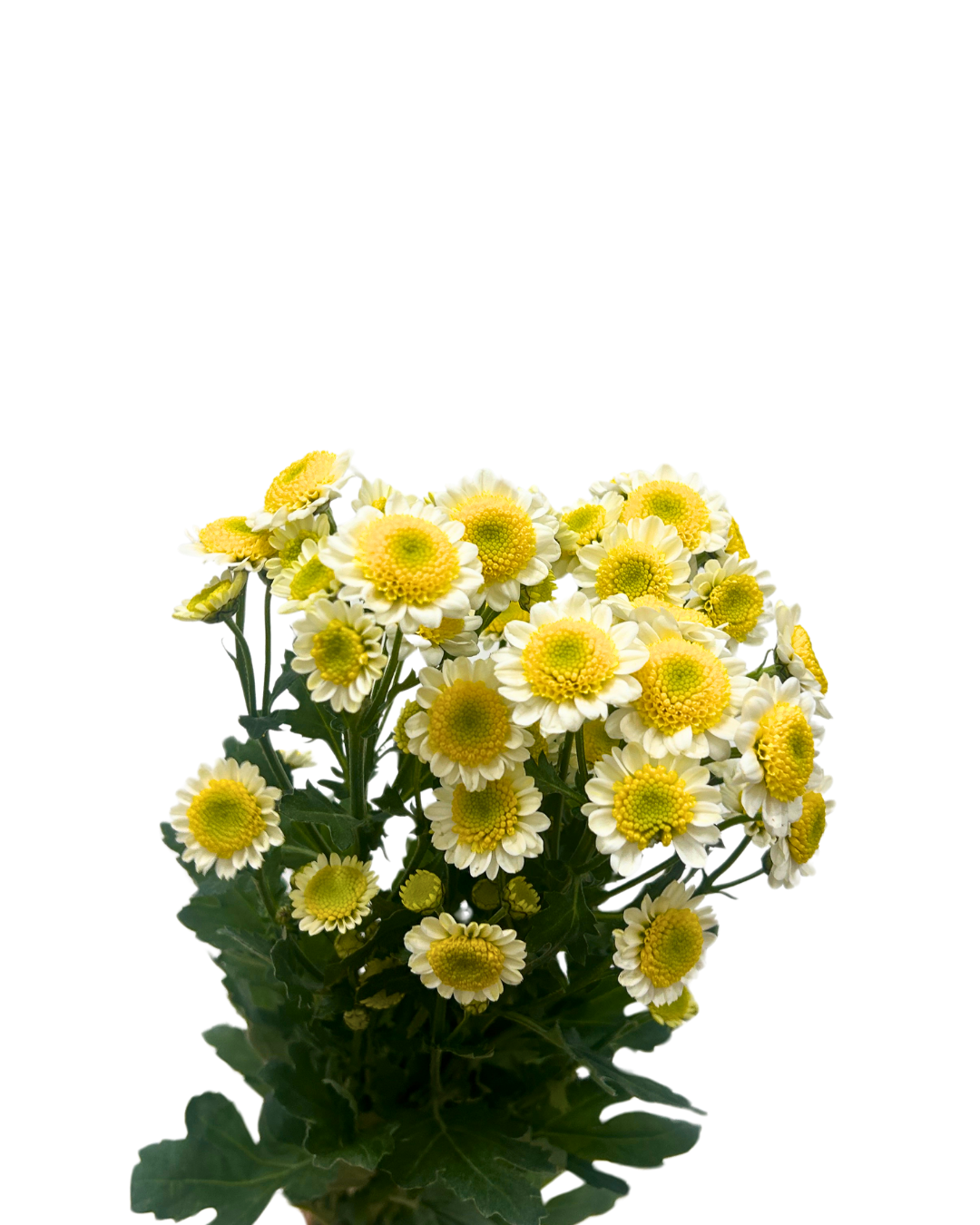 chrysanthemum pom pom telur mata