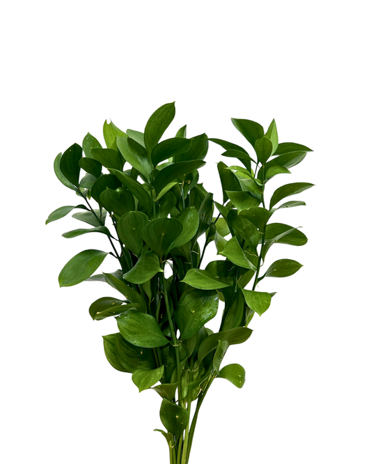 ruscus