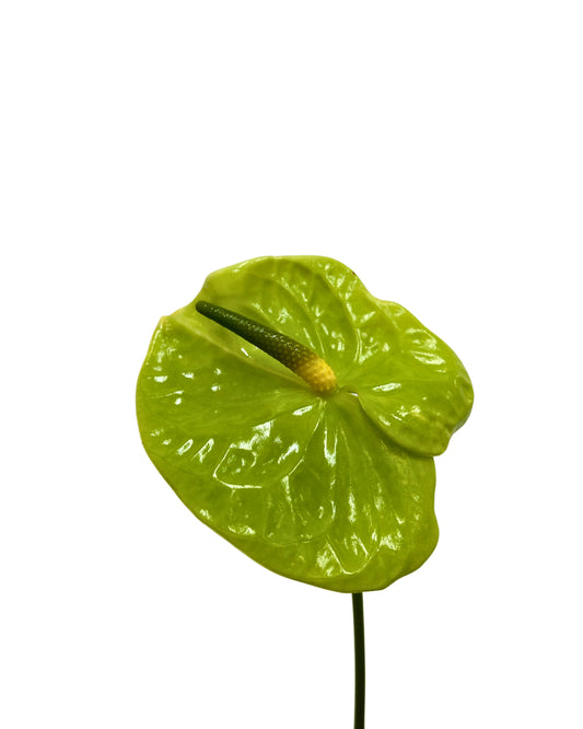 Anthurium Green Stem