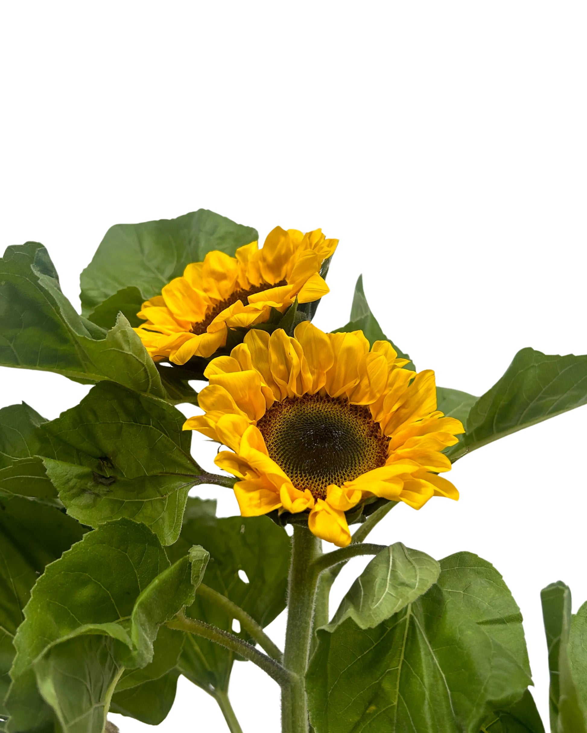 Sunflower 5 Stems