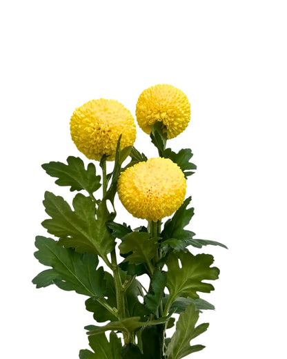 chrysanthemum ping pong yellow