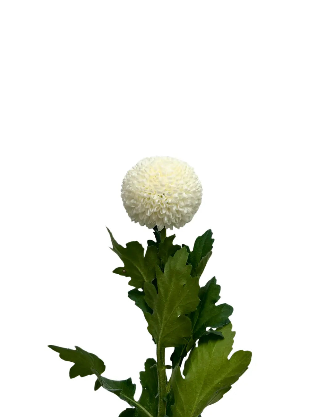 chrysanthemum ping pong white