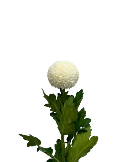 chrysanthemum ping pong white