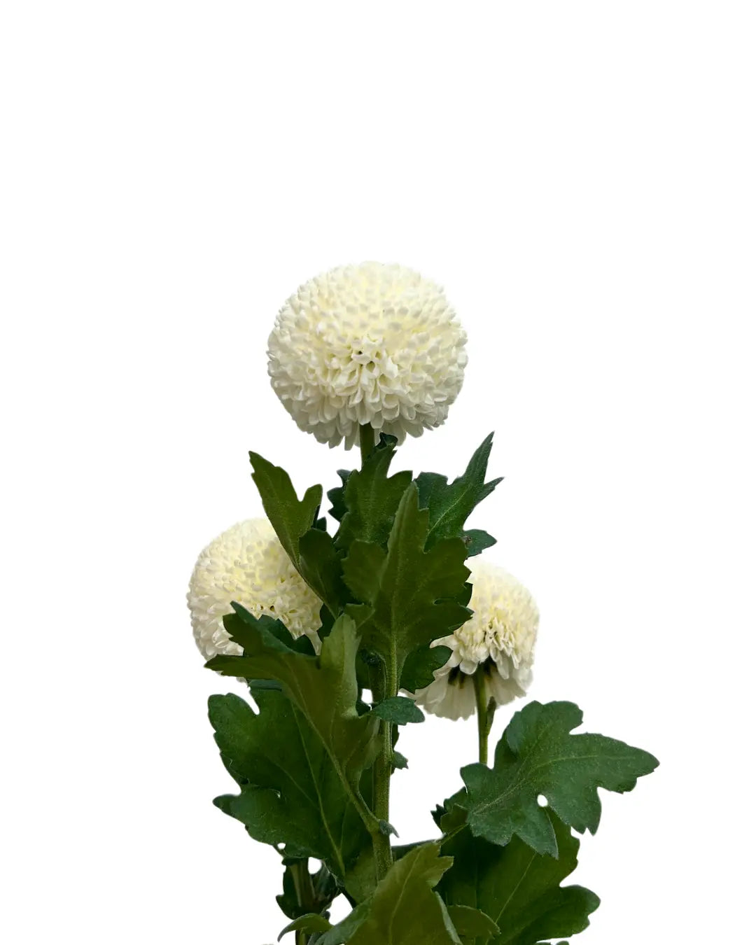 chrysanthemum ping pong white
