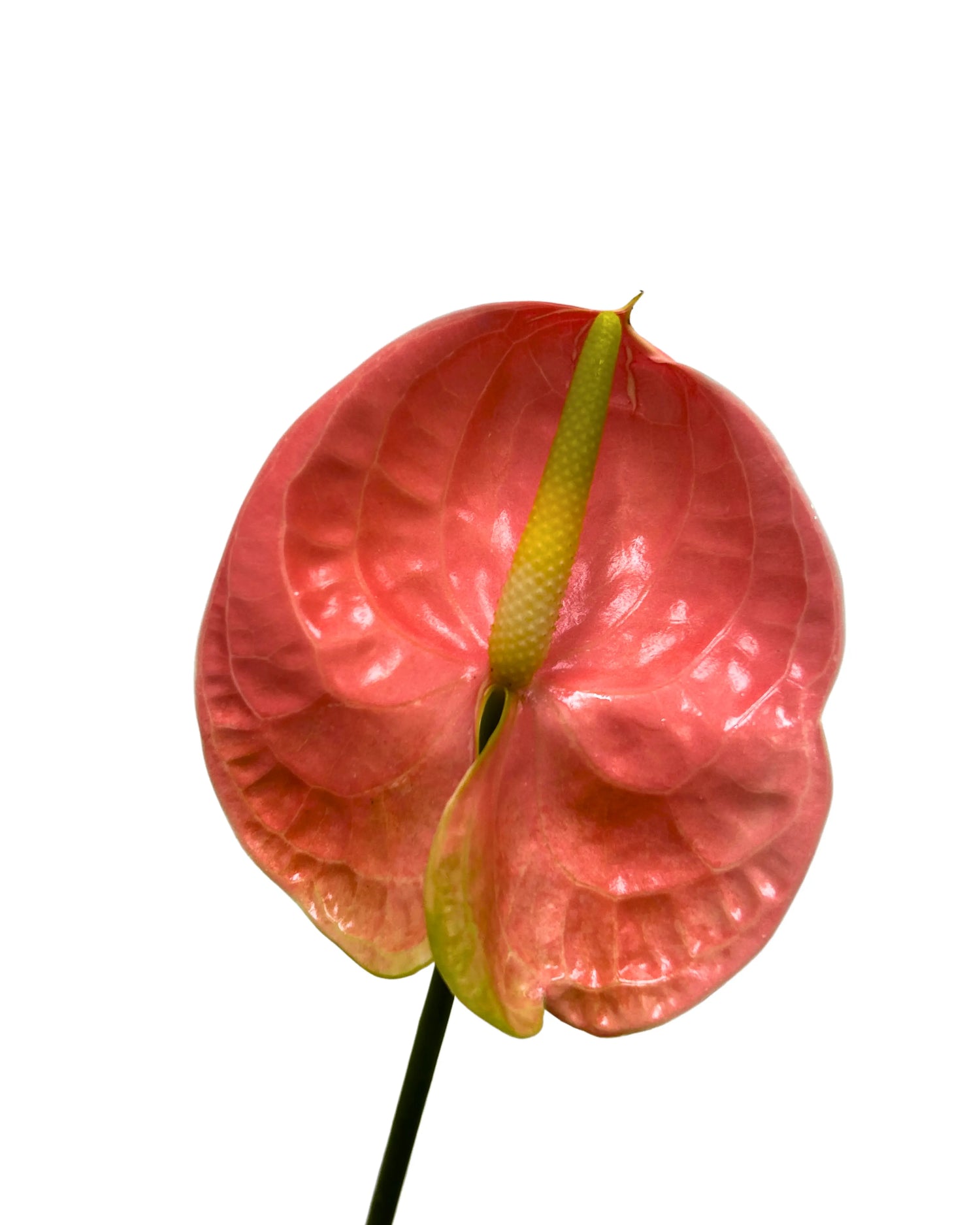 Anthurium Senator Stem