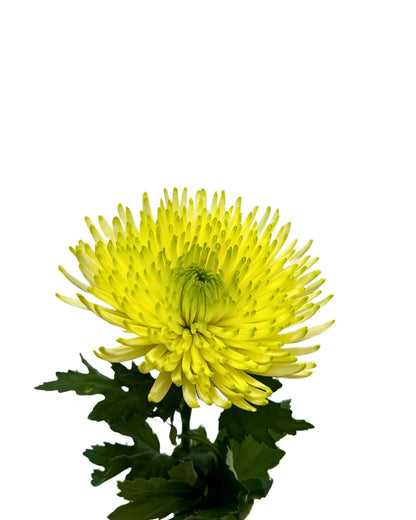 chrysanthemum jimba green