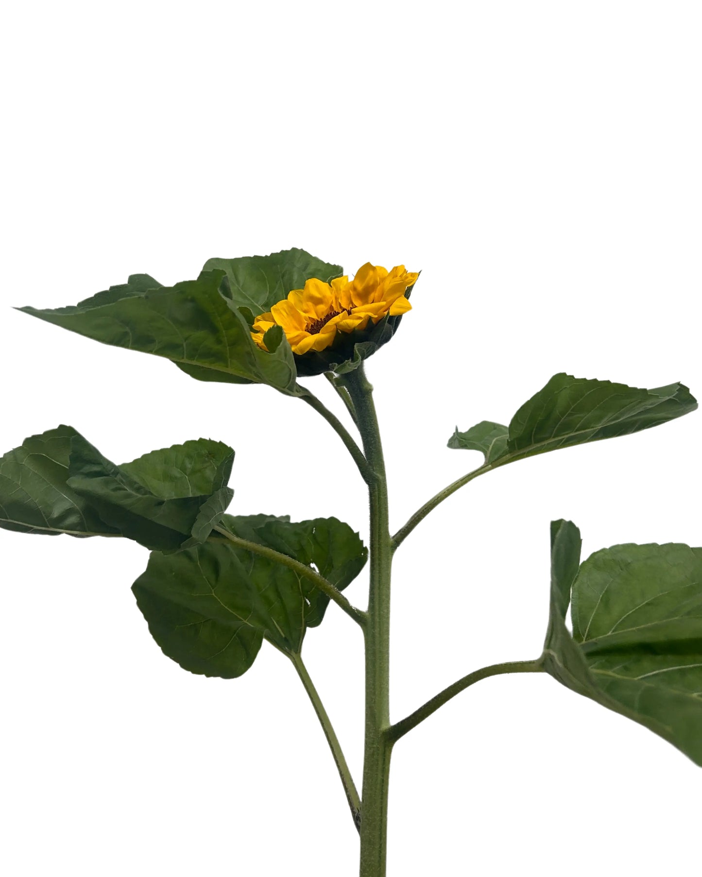 Sunflower 5 Stems