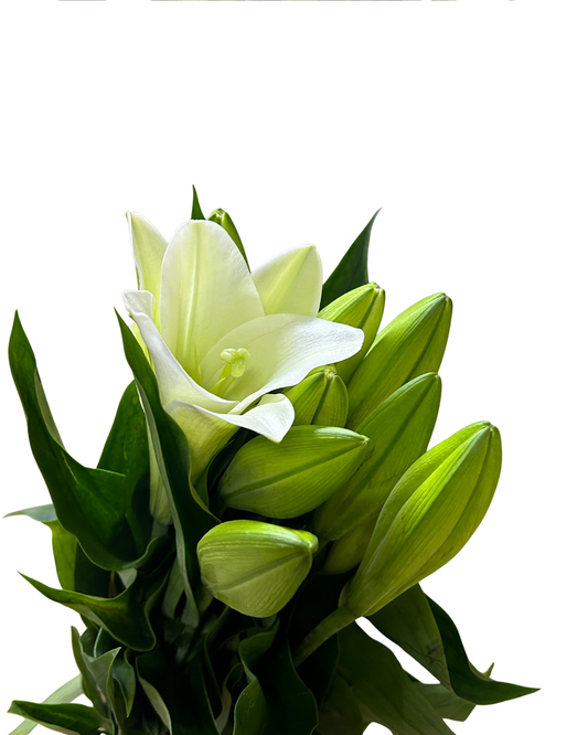 Madonna Lily White (1) 5 Stems
