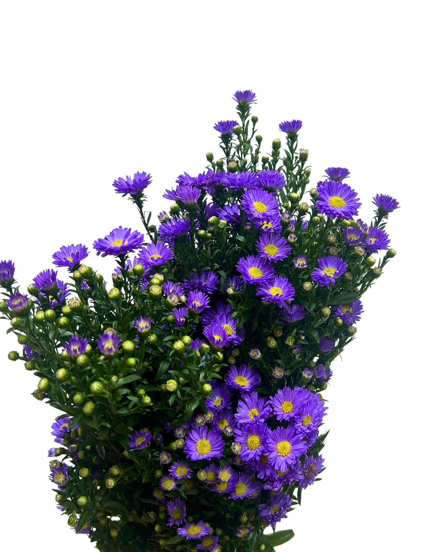Peacock Light Purple Bunch